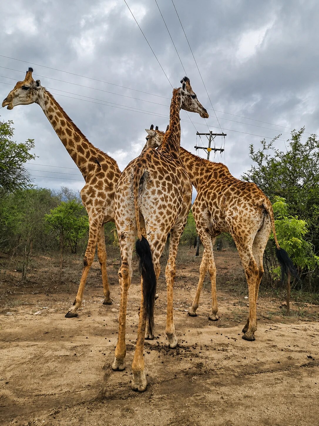 Ein ruhiger, praktischer mobiler Reisebegleiter für Marloth Park und den südlichen Kruger—für die Planung vor der Abreise und klare Entscheidungen vor Ort.