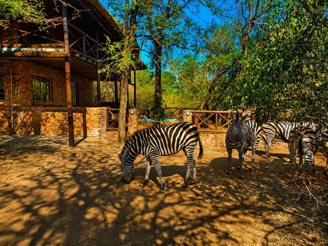 Zebra near a Marloth Park bush setting